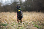 kupierter Dobermann Rde