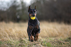 kupierter Dobermann Rde