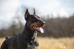 kupierter Dobermann Rde