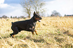 kupierter Dobermann Rde