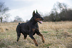 kupierter Dobermann Rde