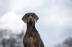 Dobermann Portrait