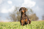 Dobermann liegt im Gras