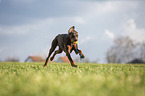 Dobermann rennt ber Wiese