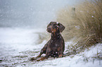 liegender Dobermann