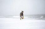 Dobermann rennt am Ostseestrand
