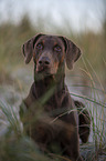 liegender Dobermann