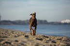 Dobermann rennt am Ostseestrand