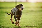 rennender Dobermann Welpe