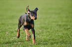 rennender Dobermann Welpe