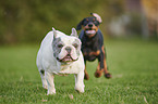 Dobermann Welpe mit Franzsische Bulldogge