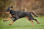 rennender Dobermann Welpe