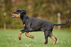 rennender Dobermann Welpe