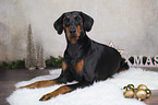 liegender Dobermann