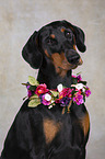 Dobermann Portrait