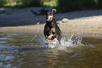 Dobermann im Wasser