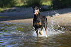 Dobermann im Wasser