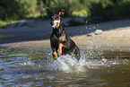 Dobermann im Wasser