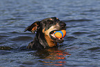 Dobermann im Wasser