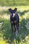 Dobermann im Sommer