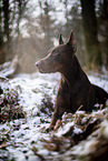 Dobermann im Winter