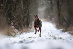 Dobermann im Winter