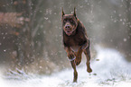 Dobermann im Winter