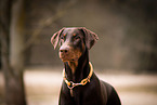 Dobermann