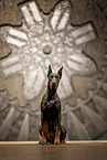 Dobermann Rde