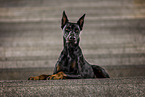 Dobermann Rde