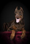 Dobermann