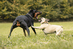 spielende Hunde