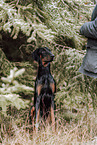 Dobermann