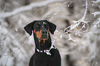 Dobermann