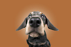 junger Dobermann