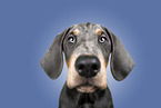 junger Dobermann