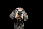 junger Dobermann