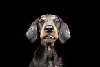 junger Dobermann