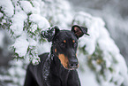 Dobermann