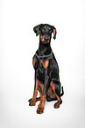 Dobermann