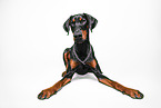 Dobermann