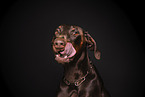 Dobermann