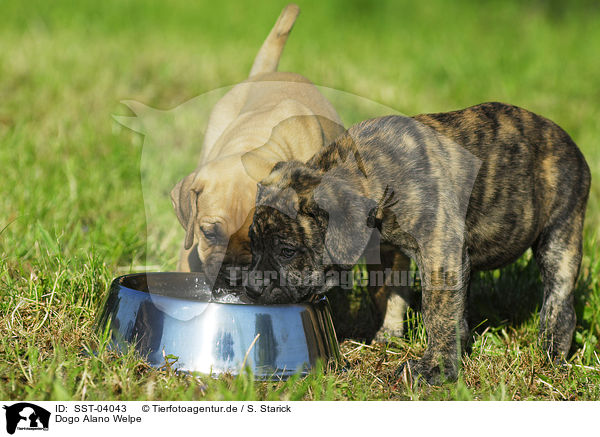 Dogo Alano Welpe / SST-04043
