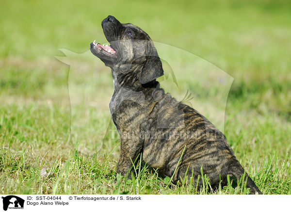 Dogo Alano Welpe / SST-04044