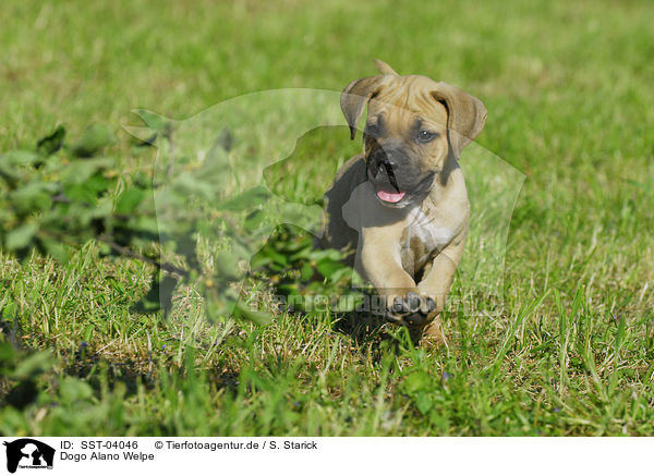 Dogo Alano Welpe / Dogo Alano puppy / SST-04046