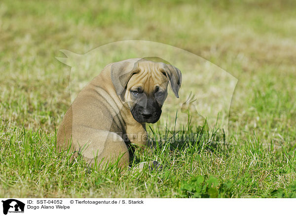 Dogo Alano Welpe / SST-04052