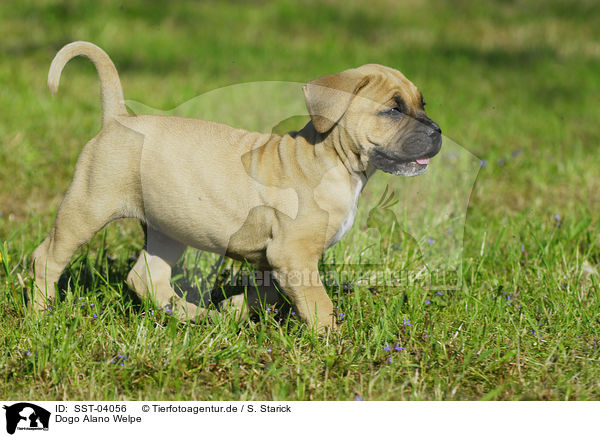 Dogo Alano Welpe / SST-04056