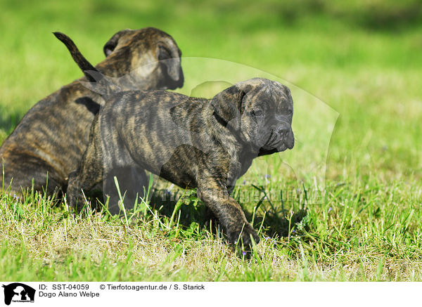 Dogo Alano Welpe / Dogo Alano puppy / SST-04059