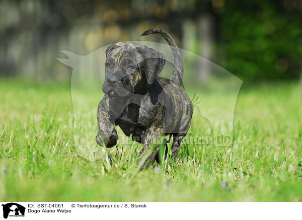Dogo Alano Welpe / Dogo Alano puppy / SST-04061