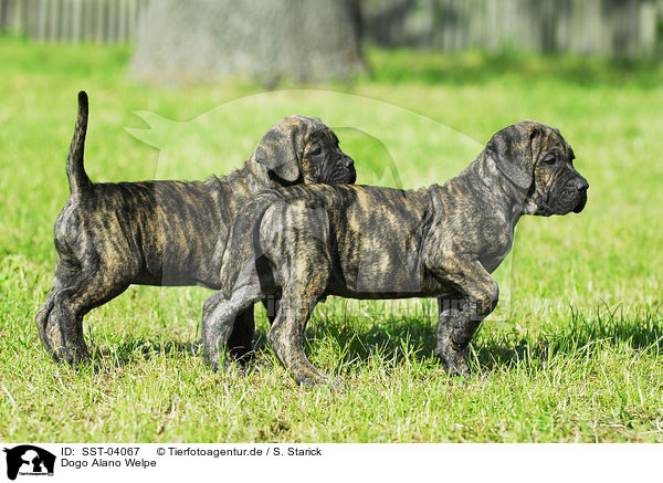 Dogo Alano Welpe / SST-04067